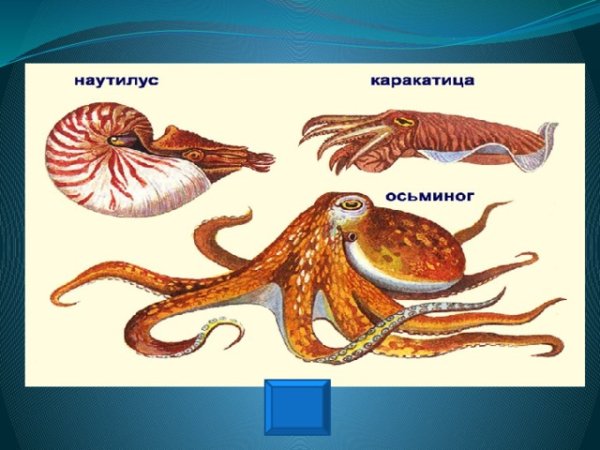 Моллюски головоногие отряды