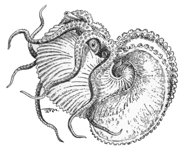 Головоногие моллюски Аргонавт