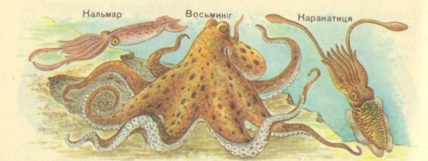 Головоногие моллюски среда обитания