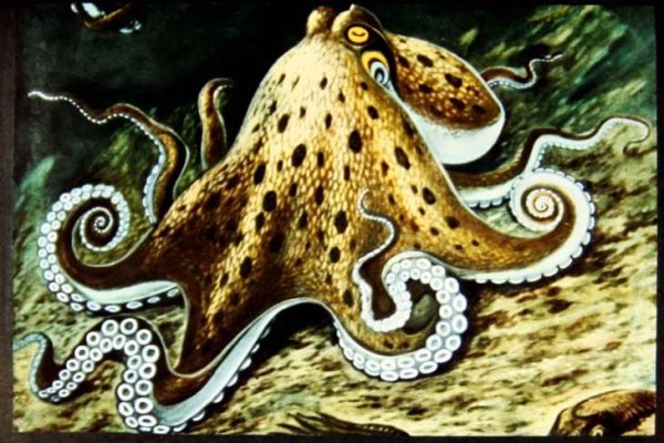 Царство головоногие моллюски