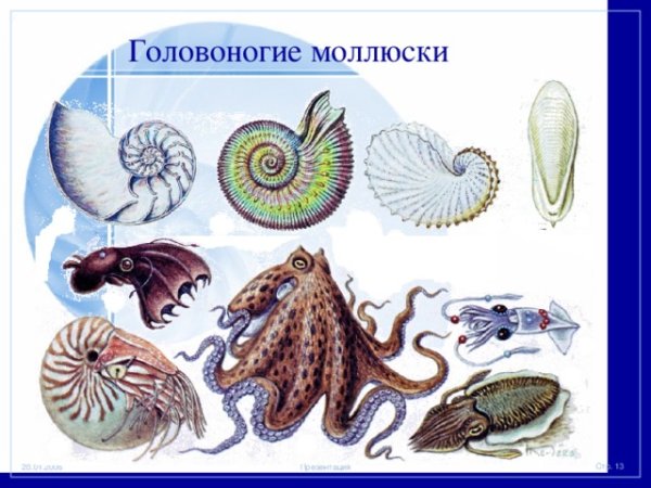 Представители класса головоногие