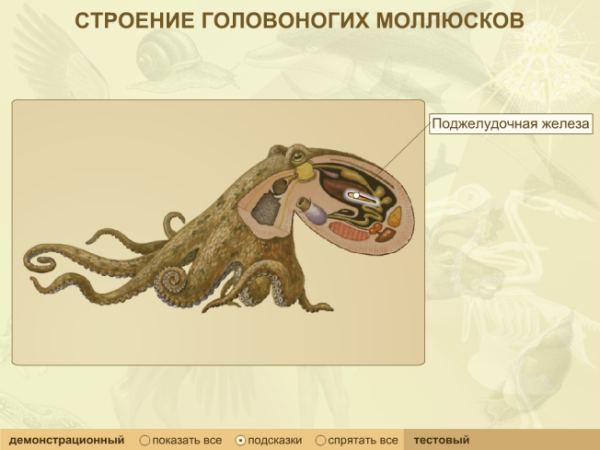 Внутреннее строение головоногих моллюсков 7 класс