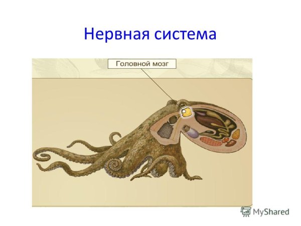 Дыхательная система головоногих моллюсков