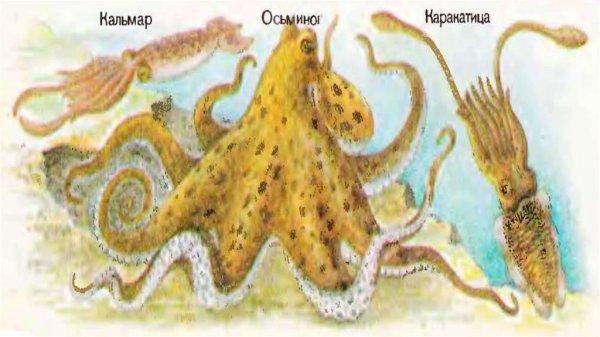 Осьминог комар каракатица