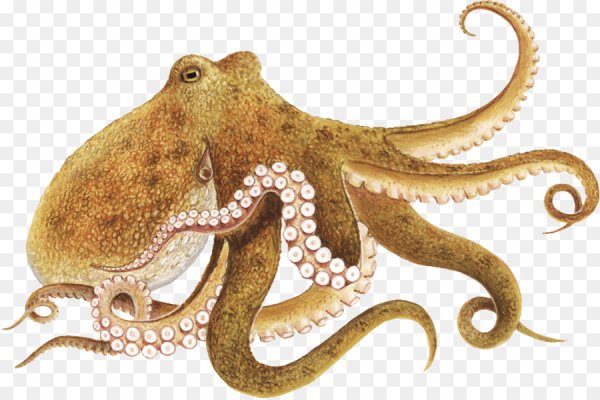 Осьминог на прозрачном фоне