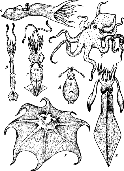 Анатомия беспозвоночных Догель