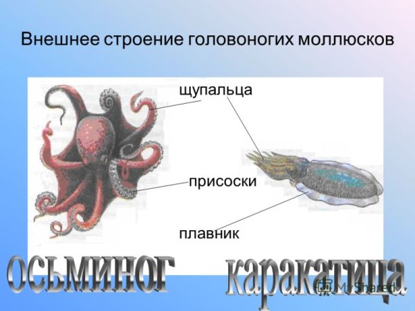 Головоногие моллюски строение сердца