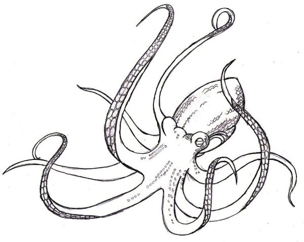 Осьминог карандашом