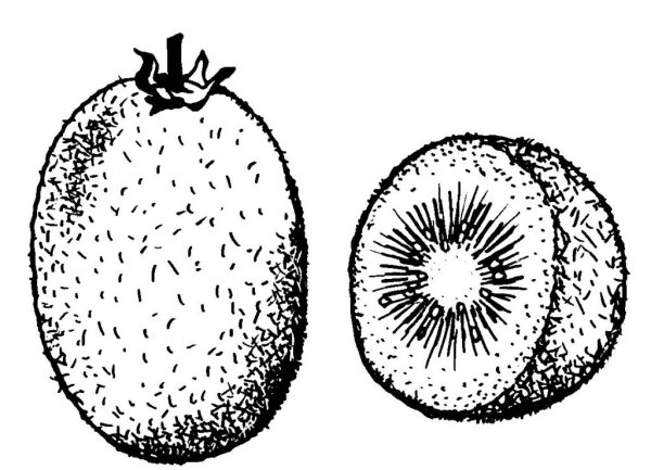 Раскраска киви фрукт