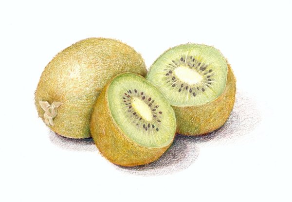 Киви фрукт акварелью