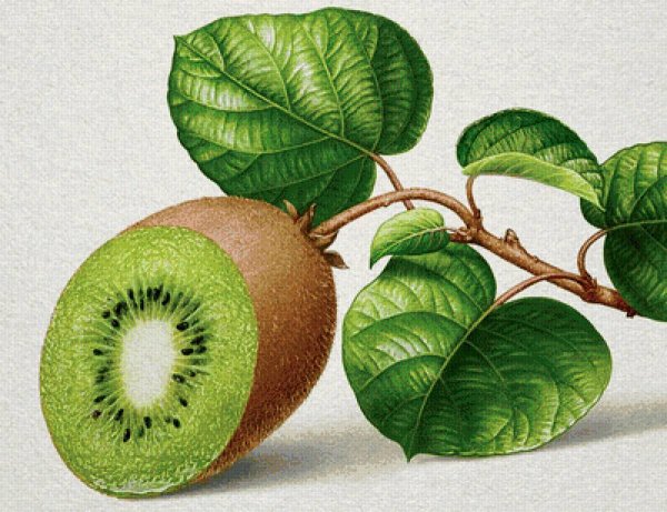 Киви акварелью