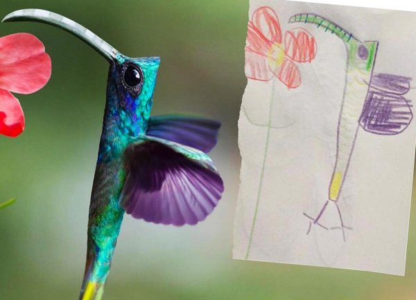 Птицы с детских рисунков в реальной жизни
