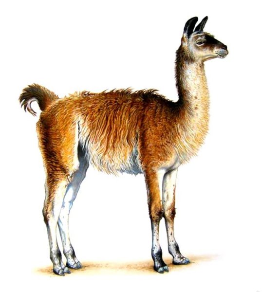 Раскраска лама