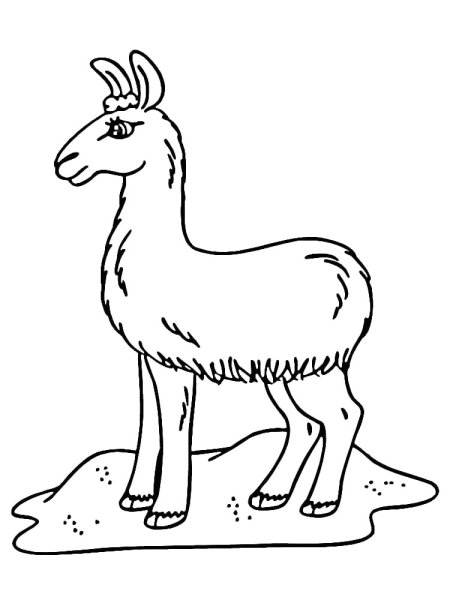 Раскраска лама