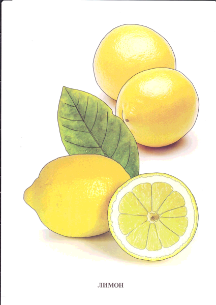 Фрукты демонстрационный материал