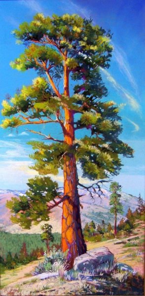 Сосна для дошкольников