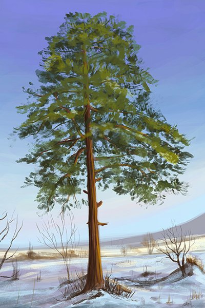 Сосна рисунок