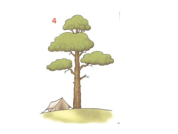 Дерево сосна для детей