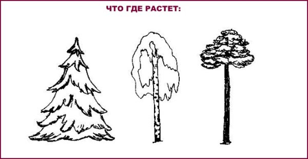 Сосна для детей