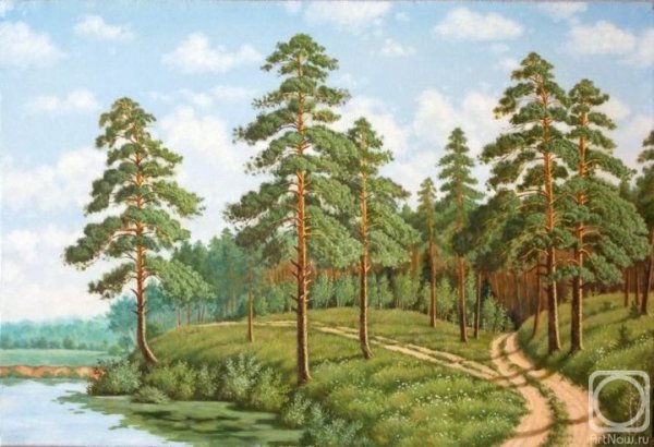 Сосна для детей