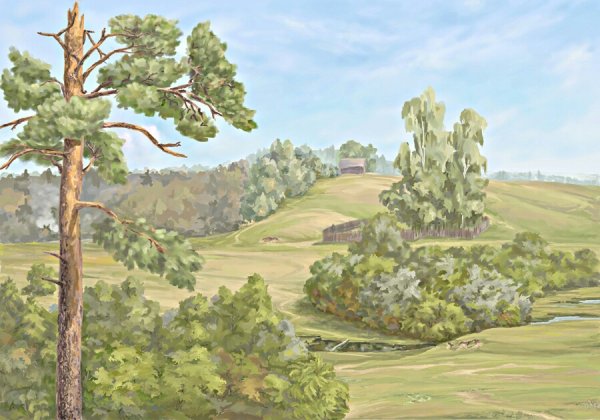 Сосна для дошкольников