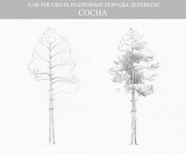 Рисование сосны