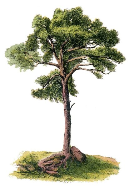 Нарисовать сосну