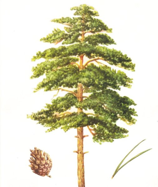 Сосна рисунок карандашом