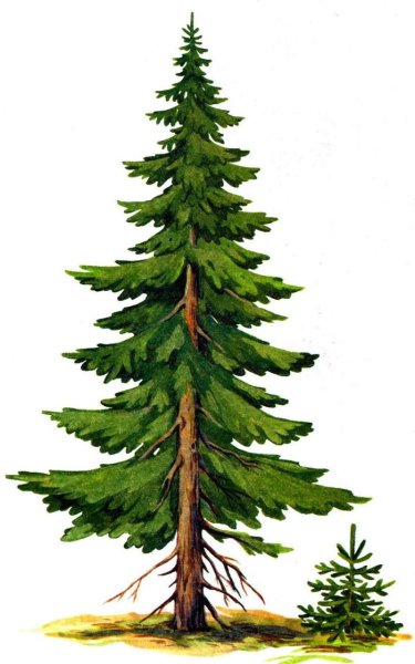 Рисование по представлению деревьев сосна