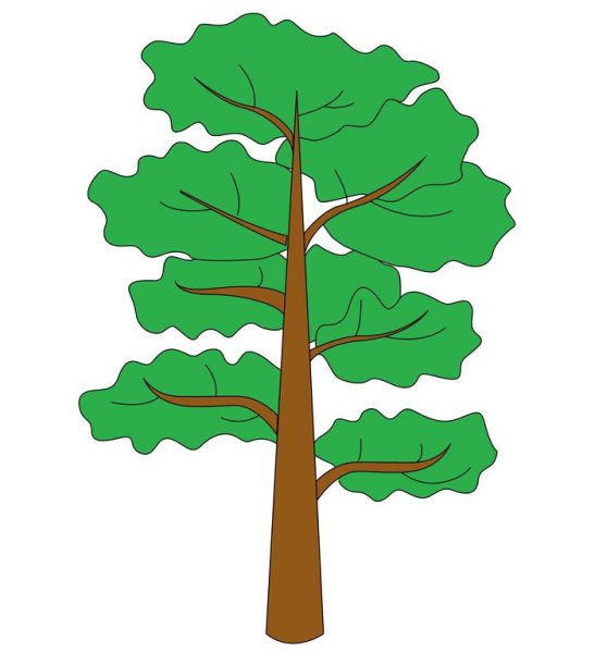 Рисование сосны