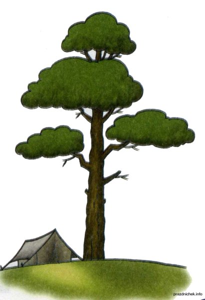 Рисование для детей ели