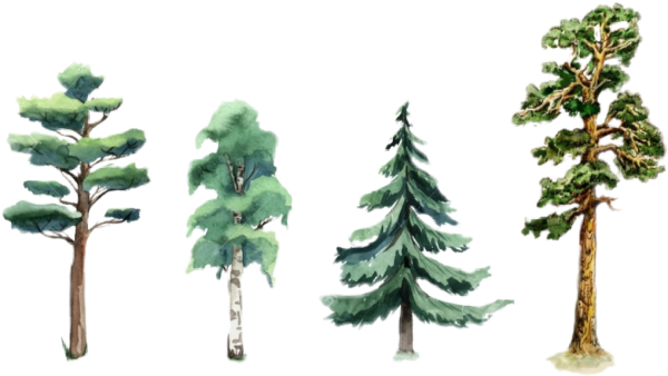 Дерево цветными карандашами