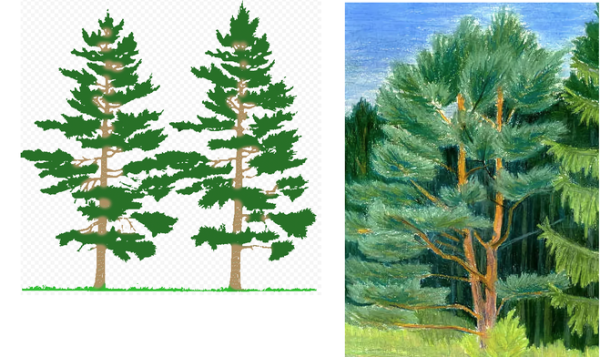 Сосна для детей