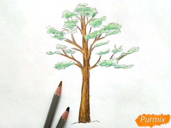 Дерево сосна для детей