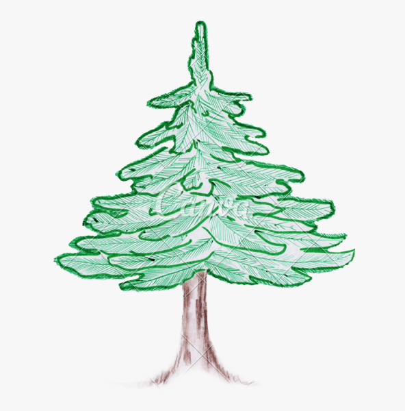 Поэтапное рисование сосны