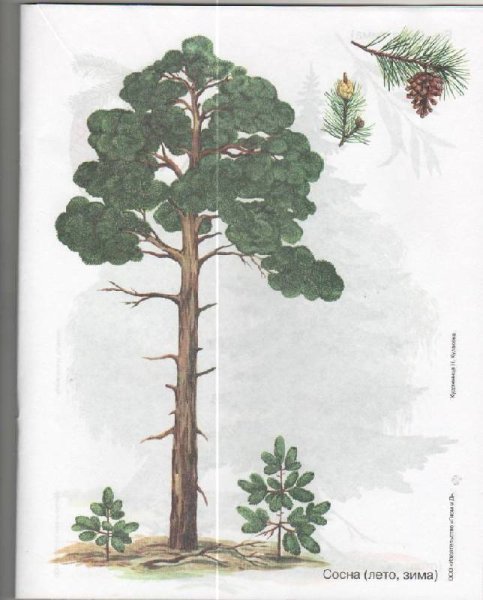 Сосна рисунок карандашом для детей