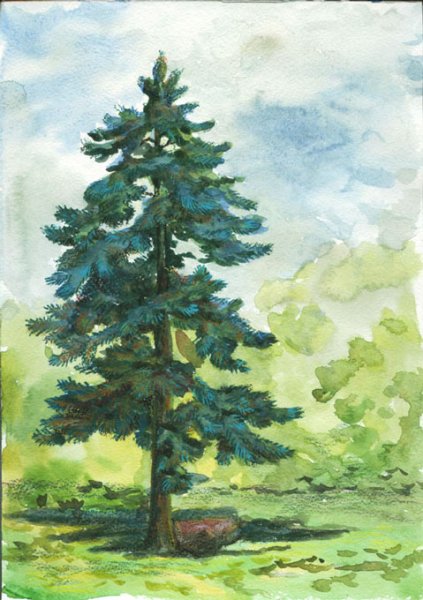 Сосна набросок