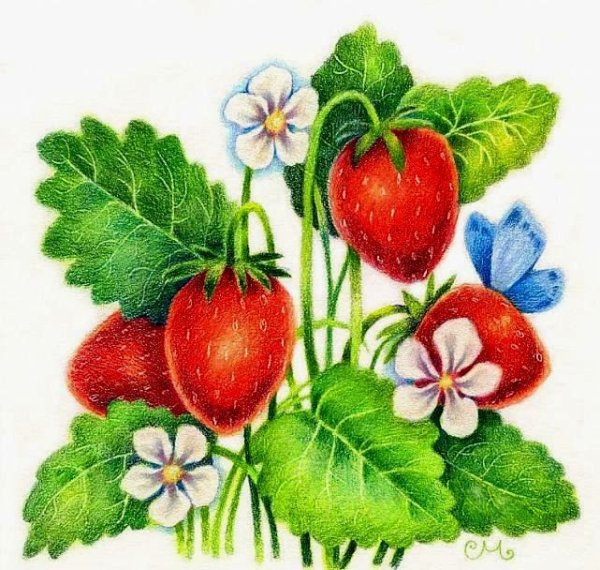 Земляника мультяшная