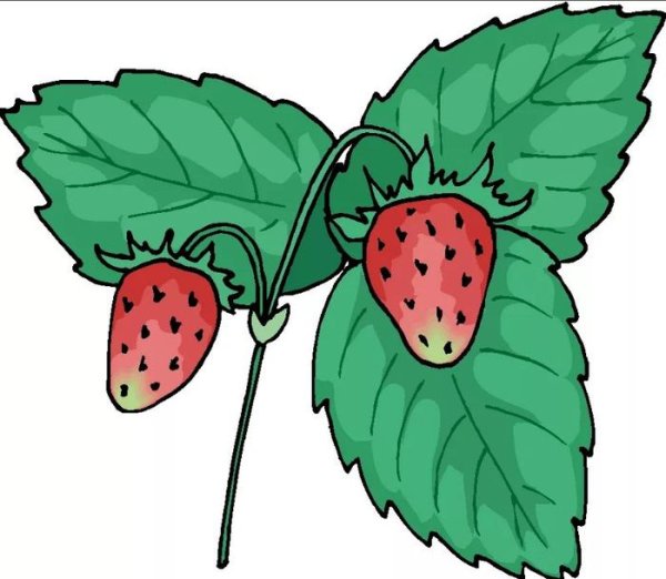 Клубника раскраска