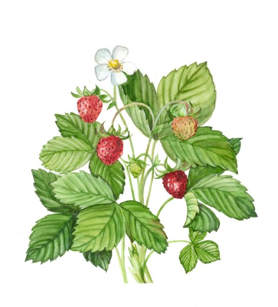 Ягоды для рисования детям