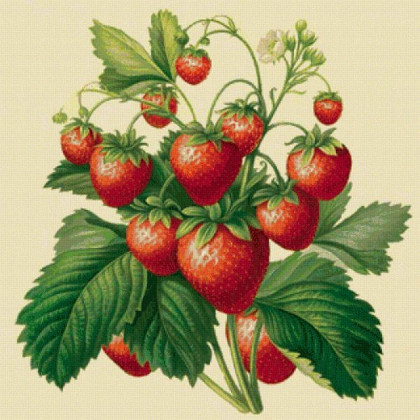 Поэтапное рисование земляники