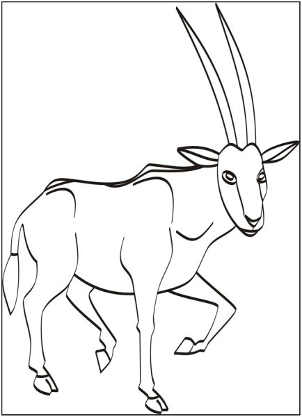 Антилопа Импала раскраска