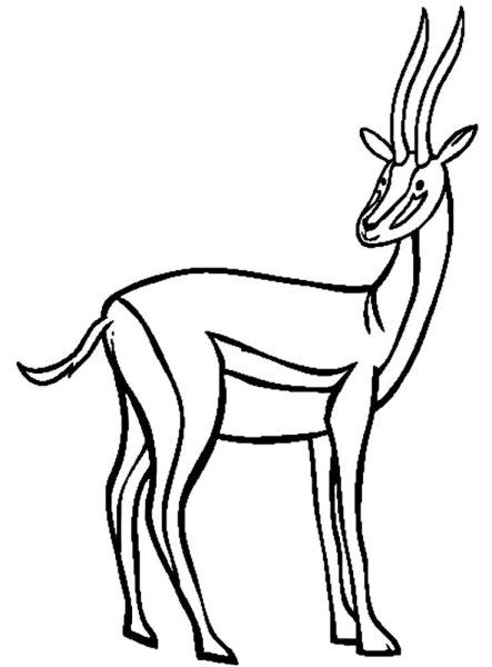 Антилопы сен Санс