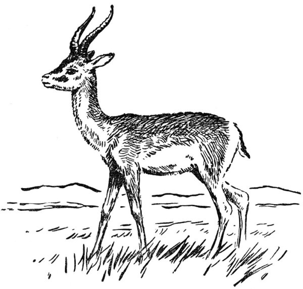 Мультяшные антилопы