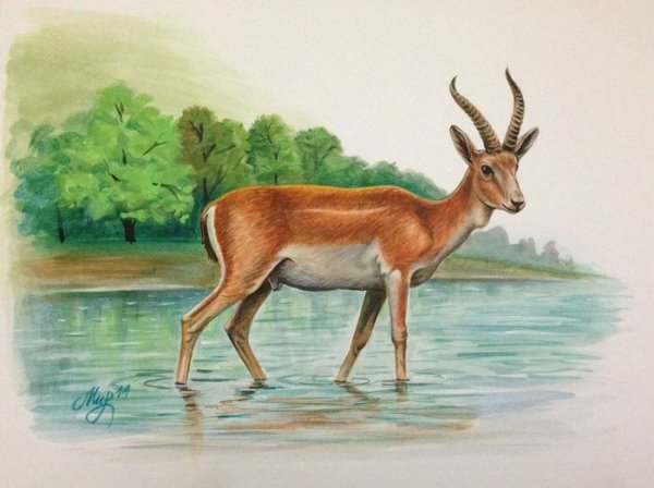 Животное Газель для раскрашивания