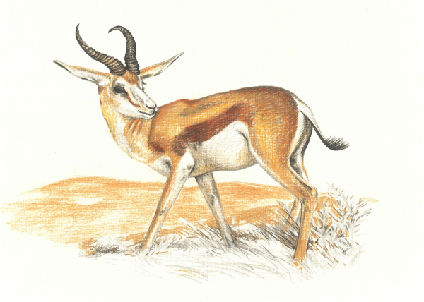 Сайгак раскраска для детей