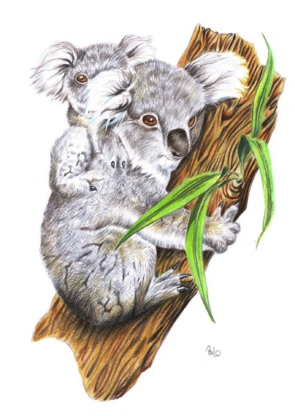 Рисование коалу