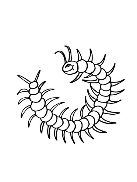 Раскраски насекомые сколопендра