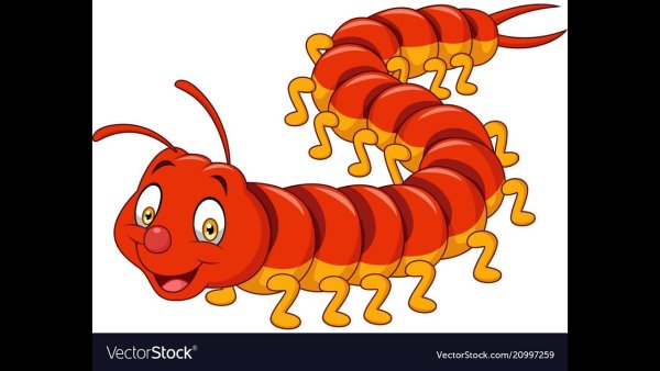 Сороконожка на белом фоне