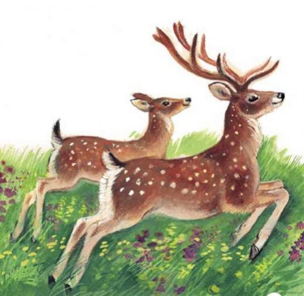 Иллюстрации олень